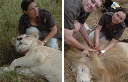 2018 Keynote Speaker Linda Tucker of the Global White Lion Protection Trust, South Africa